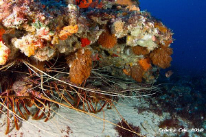 Some of our Western Rock Lobster waiting for the season t... by Graeme Cole 